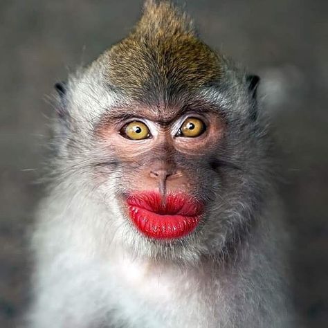 Too much lip stick? 🙊 Happy Sunday to you all.  #Sundayfunny #lipstain #themakeupgeeks #usa #canada  #toronto #england Monkey With Makeup, Stock Photos Funny, Funny Dp, When Your Crush, Monkey Pictures, Pet Monkey, Silly Cats Pictures, Monkeys Funny, Baboon