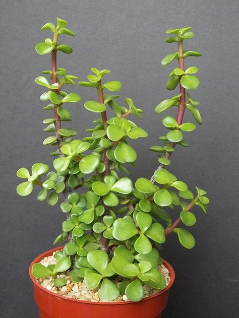 32 Types of Jade Plants | Best Jade Varieties | Balcony Garden Web Centerpiece Succulent, Jade Plant Care, Elephant Bush, Jade Succulent, Houseplant Decor, 8 House, Succulent Centerpiece, Jade Bonsai, Jade Tree