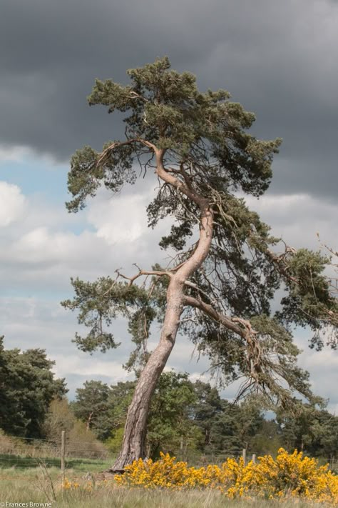 Trees Reference Photography, Pine Tree Photography, Scots Pine Tree, Chinquapin Oak Tree, Ponderosa Pine Tree, Scots Pine, Art For Walls, Walls Art, Art Nouveau Art