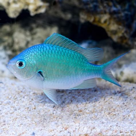 Saltwater Aquarium Fish, Saltwater Fish Tanks, Pretty Fish, Betta Tank, Salt Water Fish, Home Aquarium, Saltwater Tank, Saltwater Fish, Marine Aquarium