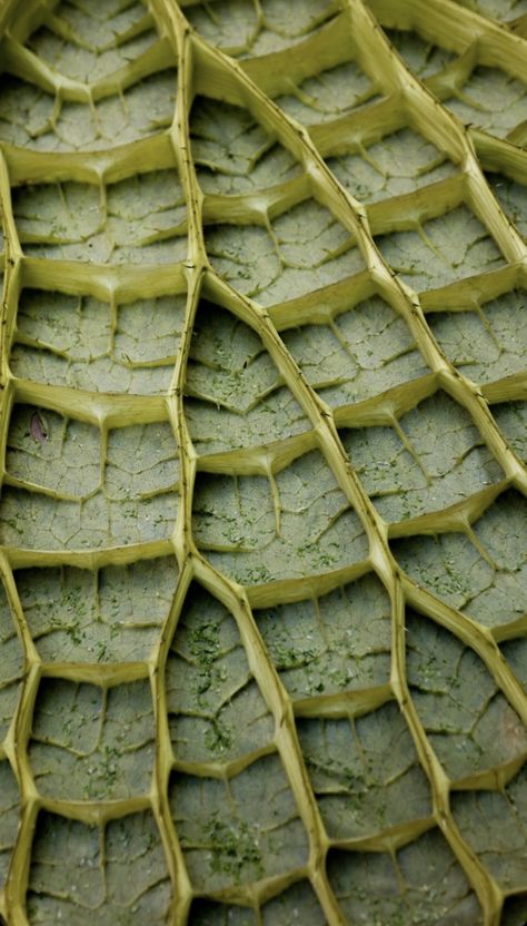 Structure In Nature, Natural Texture Inspiration, Biomorphic Pattern, Plants Structure, Texture In Nature, Natural Moodboard, Nature Structure, Form Exploration, Bio Materials