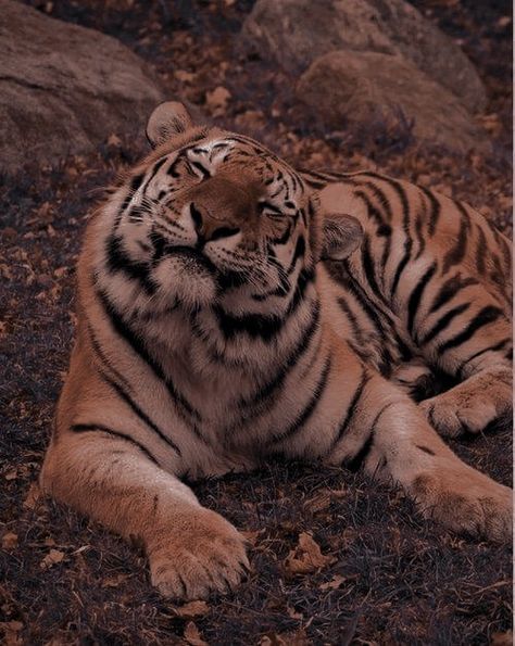 Pet Tiger Aesthetic, Big Cats Aesthetic, Tiger Pfp Aesthetic, Bengal Tiger Aesthetic, Tiger Asthetic Picture, Wild Cat Aesthetic, Tiger Widget, Tiger Aestethic, Tiger Lockscreen