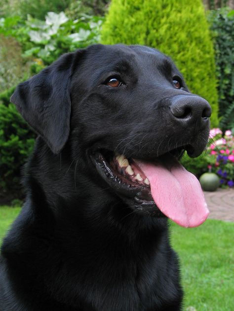 Labrador Nero, Regard Animal, Labrador Noir, Black Labs Dogs, Black Labrador Retriever, Black Lab Puppies, Lab Dogs, Labrador Retriever Puppies, Black Labs