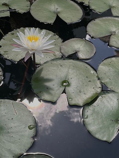 beautiful lily pads in blue water with flowers Lake Drawing Aesthetic, Lake Lily Pad, Reference Scenery Photos, Lillypads Aesthetic, Background Reference Photo Nature, Art Reference Plants, Lake Drawing Reference, Art Reference Landscape Photo, Drawing Reference Photos Nature