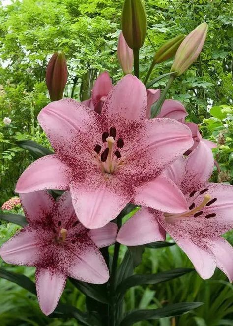 Asian Lily, Asian Lilies, Asiatic Lily, Lily Bulbs, Asiatic Lilies, In Bloom, Garden Seeds, Cut Flowers, Turks And Caicos Islands