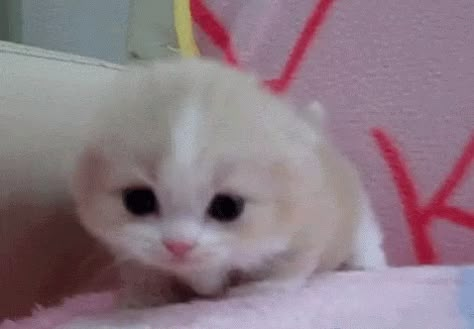 Cat Kawaii GIF - Cat Kawaii Mew - Discover & Share GIFs Kitten Meowing, Cute Gifs, Kitten Gif, Kitten Love, Cute Cat Gif, Little Kittens, Silly Animals, Silly Cats, Doja Cat