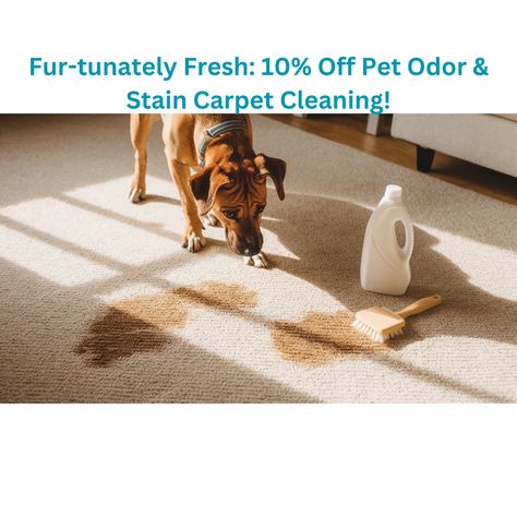 10% off Pet Odor removal! Bid farewell to that lingering 'eau de Fido' and let your floors sing with freshness. Our experts will sniff out even the sneakiest of pet paw prints, leaving your home smelling like a dream. Call 303-459-2482 or visit https://www.colorado-carpet-masters.com/carpet-cleaning-erie/ Pet Paw Print, Pet Odors, Odor Remover, Pet Paws, Carpet Cleaning, House Smells, Paw Prints, No Time, A Dream