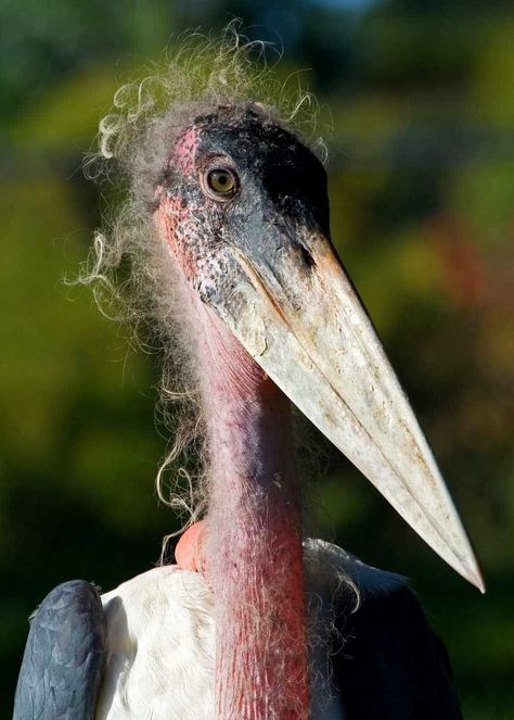 Ugliest Animals, Marabou Stork, Animals In Africa, African Lovebirds, Bizarre Animals, Weird Birds, Ugly Animals, Facts About Animals, Bird Facts