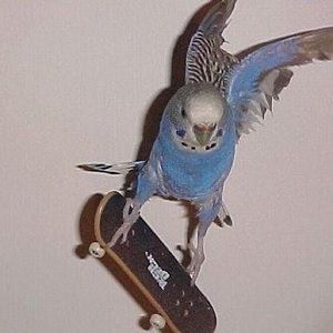 강아지 그림, Cute Little Animals, 귀여운 동물, Animal Memes, Cute Funny Animals, Skateboarding, Blue Bird, Baby Animals, Funny Animals