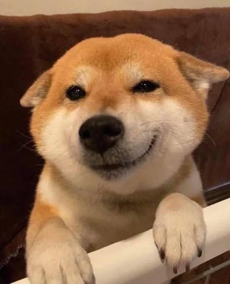 Shiba Family, Three Million, Million Followers, Shiba Inu Dog, Silly Dogs, Cute Animals Images, Random Memes, Silly Animals, Dog Images