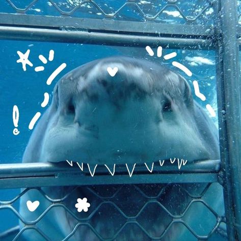 Cool Sea Creatures, Eaten Alive, Shark Photos, Shark Pictures, Swimming In The Ocean, Beautiful Sea Creatures, Cute Shark, Aquatic Animals, Pretty Animals