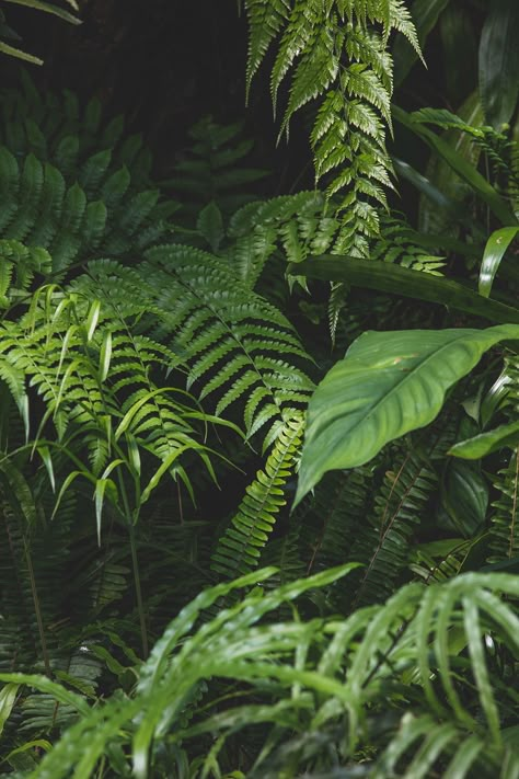 Jungle Leaves Photography, Tropical Plants Photography, Tropical Leaves Photography, Nature Mood Board Inspiration, Foliage Aesthetic, Foliage Reference, Cool Leaves, Foliage Photography, Full Sun Container Plants