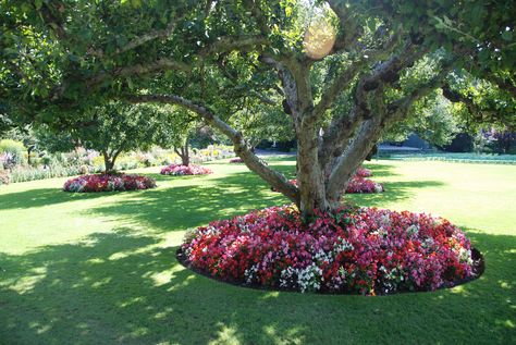 planting under trees Garden Ideas Under Trees, Large Yard Landscaping, Rose Garden Ideas, Tree Landscaping, Plants Under Trees, Landscaping Around Trees, Front Yard Landscaping Pictures, Plant House, Front Landscaping