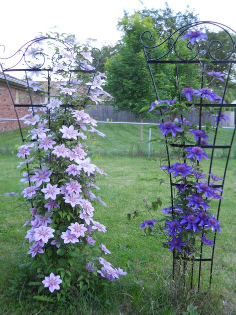 Keys Braids, Best Indoor Hanging Plants, Outdoor Garden Bar, Clematis Trellis, Indoor Hanging Plants, Clematis Plants, Fall Garden Vegetables, Landscaping Flowers, Recycled Garden