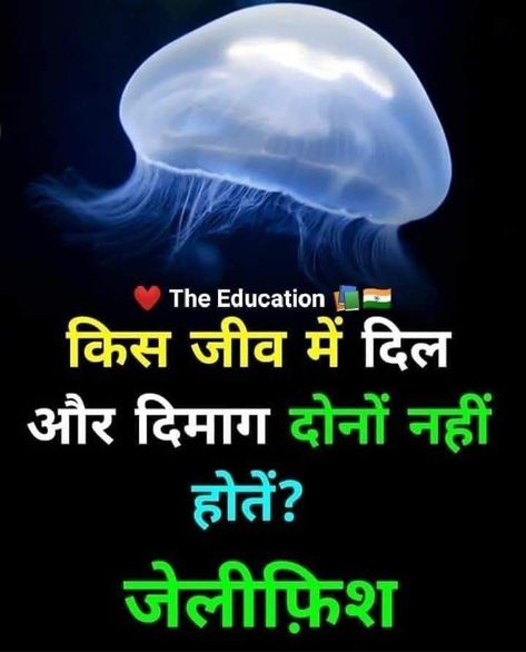 AMAZING AND INTERESTING FACTS IN HINDI TOP 3 AMAZING FACTS TOP 3 AMAZING FACTS IN HINDI Interesting Gk Facts In Hindi, Hindi Fact With Answer, Amazing Facts In Hindi, Science Facts Mind Blown, Youtube Facts, Facts In Hindi, Interesting Facts In Hindi, Fun Facts About Life, Interesting Science Facts