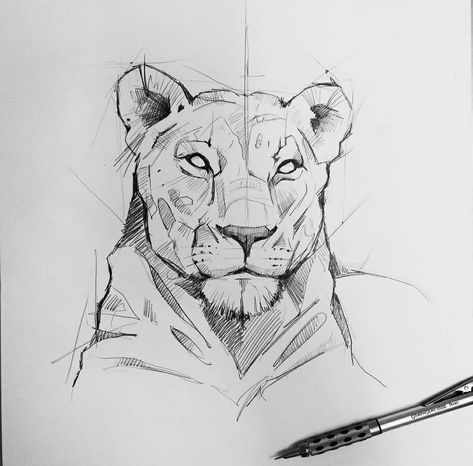 Megan Thomas, Lion Sketch, Pencil Drawings Of Animals, Lion Drawing, Logo Sketches, Animal Drawings Sketches, Draw Animals, Cat Sketch, Big Cats Art