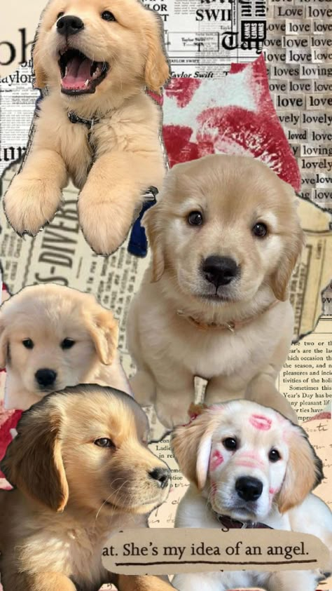 wallpaper with puppies Cutedog Puppies Wallpaper, I Love Dogs Wallpaper, Dog Wallpaper Collage, Dog Collage Wallpaper, Cute Dog Aesthetic Wallpaper, Aesthetic Dog Wallpaper Iphone, Wallpaper Aesthetic Dog, Wallpaper Iphone Dog, Dog Lockscreen