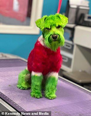 Cute footage of pooch, in the image of the iconic Dr. Seuss character, looking solemn-faced was met with comments slamming the owner Christmas Hair Dye, Grinch Dog, Coloring Dog, Dog Hair Dye, Dog Dye, Poodle Haircut, Creative Grooming, Dog Haircuts, Poor Dog