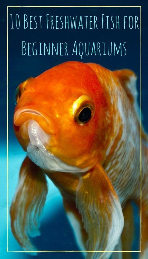 10 Best Freshwater Fish for Beginner Aquariums - PBS Pet Travel Classroom Fish Tank, Fish For Aquarium, Salt Water Pools, Fish Gif, Fish For Beginners, Tropical Fish Tank, Fish Names, Aquarium Tips, Fish Cute