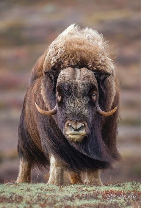 Tundra Animals, Long Shaggy Hair, Food Webs, Long Shaggy, Animal Poses, Animals Around The World, Arctic Tundra, Musk Ox, Buffalo Bison