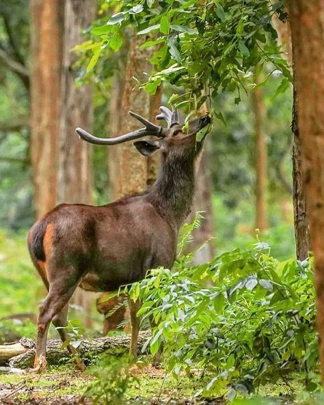 Sambar Deer (Rusa unicolor) / Cerf sambar / Image by manoji.rudy (ManojiRudy Into the wild) from instagram Sambar Deer, Into The Wild, From Instagram, Reptiles, The Wild, Moose, Animals Wild, Elk, Goats