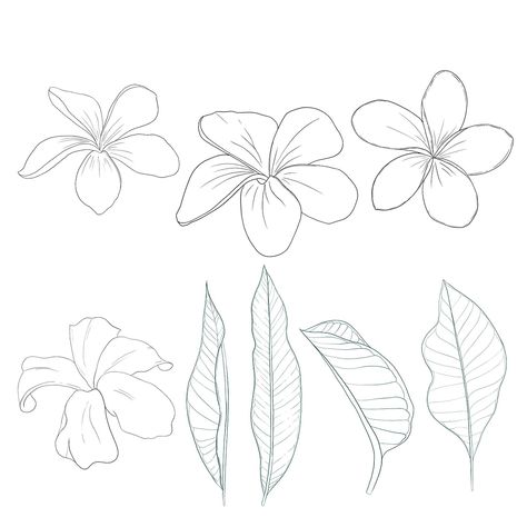 Plumeria Sketch, Frangipani Tattoo, Plumeria Design, Frangipani Flower, Arm Tats, Drawing Flowers, Flower Illustration, Flower Drawing, Flower Designs