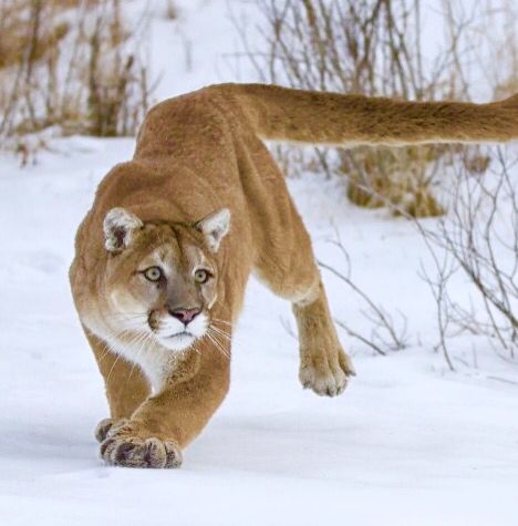 Mountain Lion Anatomy, Puma Cat Mountain Lion, Dynamic Big Cat Poses, Animal Poses Reference Photo, Mountain Lion Aesthetic, Lions Reference, Dynamic Animal Poses Reference, Big Cat Poses, Mountain Lion Drawing