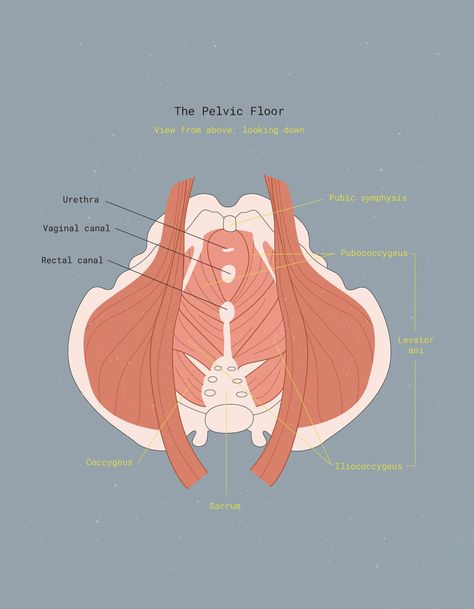 Up close & personal with: Your pelvic floor Pelvic Floor Illustration, Pelvic Muscles, Pelvic Floor Muscle Exercise, Midwifery Student, Pelvic Floor Therapy, Therapy Exercises, Pelvic Organ Prolapse, Pelvic Floor Dysfunction, Medical Videos