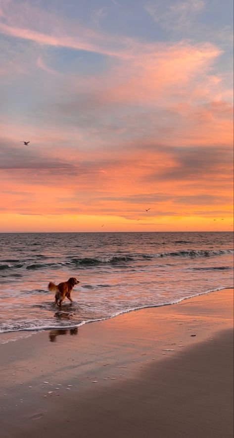 Beach Golden Retriever, Golden Retriever Sunset, Hiking With Golden Retriever, Golden Retriever On Beach, Golden Retriever At The Beach, Two Golden Retrievers, Beach Dog Aesthetic, Golden Retriever Puppy Beach, Dog Beach Pictures