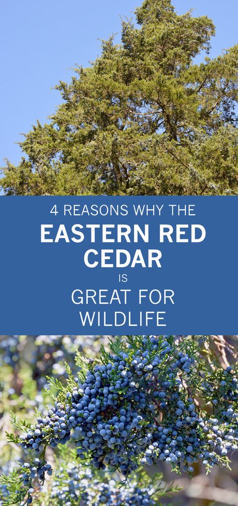 Eastern Red Cedar Tree Landscaping, Ceder Tree, Eastern Red Cedar Tree, Illinois Native Plants, Modern Country French, Blackland Prairie, Wax Wings, Red Cedar Tree, Hummingbird Habitat