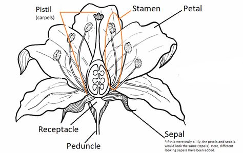 8.1: Flower Anatomy - Biology LibreTexts Flower Anatomy Illustration, Flowers Biology, Biology Flower, Botanical Anatomy, Flower Anatomy, Flower Parts, Mini Drawing, Anatomy Biology, Form Studies