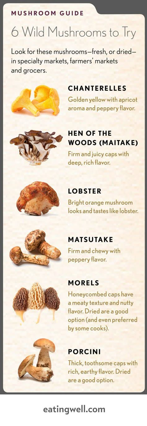 Wild Mushroom Recipes, Edible Wild Mushrooms, Mushroom Guide, Types Of Mushrooms, Mushroom Recipes Healthy, Wild Food Foraging, Foraged Food, Edible Mushrooms, Steak Sandwich