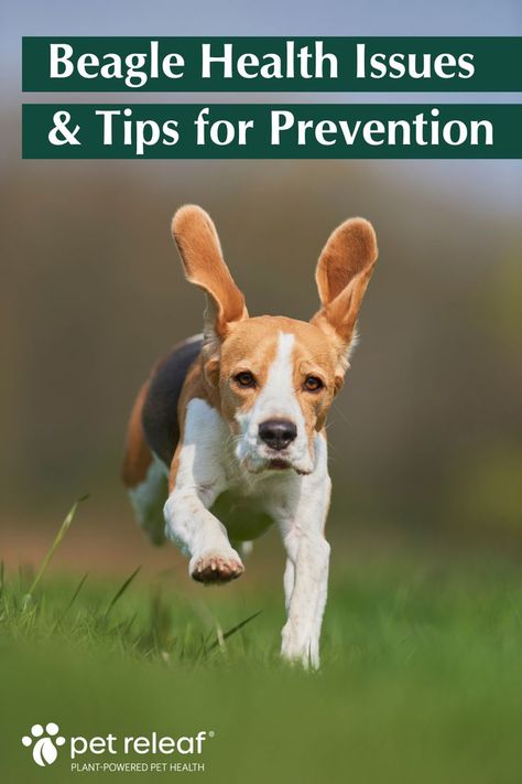 beagle health issues and tips for prevention. photo of beagle running Loving Unconditionally, Answer This Question, Adoptable Beagle, Art Skills, Dog Information, Most Popular Dog Breeds, Dog Facts, Kinds Of Dogs, Beagle Puppy