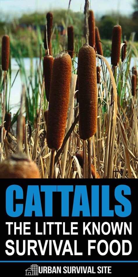 Cattails are an often overlooked survival food. These nutrient-rich wild edibles grow throughout the United States and are generally easy to find. #urbansurvivalsite #cattails #wildedibles #wildernesssurvival #bushcraft Emp Survival, Rez Life, Survival Knowledge, Emergency Preparedness Food, Cat Tails, Wild Food Foraging, Survival Ideas, Survival Items, Survival Skills Life Hacks