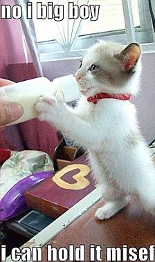 Funny Kittens, Image Chat, Söt Katt, Kitten Pictures, Baby Kittens, Kittens Funny, Meow Meow, Polar Bears, Cat Pet