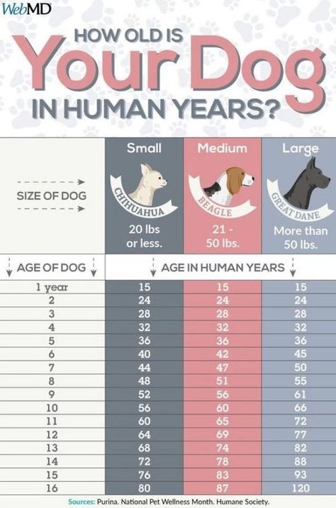 how old is your dog in human years? Kat Diy, Background Grey, Dog Body Language, Dog Remedies, Dog Grooming Tips, Easiest Dogs To Train, Dog Ages, Dog Information, Dog Language