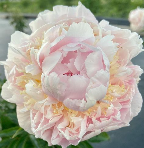 Peony Farm, Blush Peonies, Peonies, Beautiful Flowers, Flowers, On Instagram, Instagram