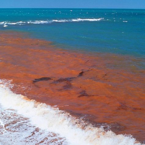 Water Genasi Druid, Birds Eye View Photography, Microscopic Algae, Water Genasi, Ocean Plants, Red Tide, Living In Florida, Marine Pollution, Florida Gulf Coast