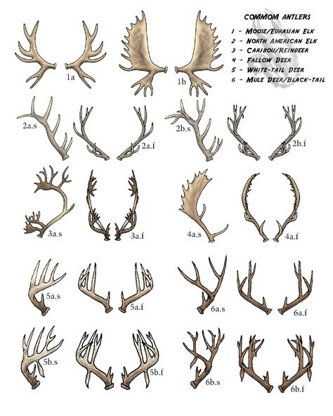 Antler Drawing, Antlers Drawing, Antler Tattoos, Antler Tattoo, Deer Tattoo, Deer Skulls, Skull Drawing, Creature Concept Art, Creature Concept