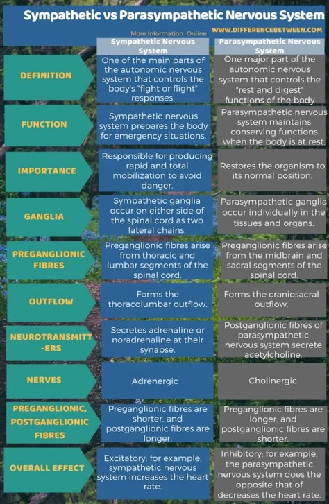 Difference Between Sympathetic and Parasympathetic Nervous System in Tabular Form Nervous System Anatomy, Biology Textbook, Plant Physiology, Medical Study, Peripheral Nervous System, Cellular Respiration, Brain Anatomy, Nursing School Survival, Parasympathetic Nervous System