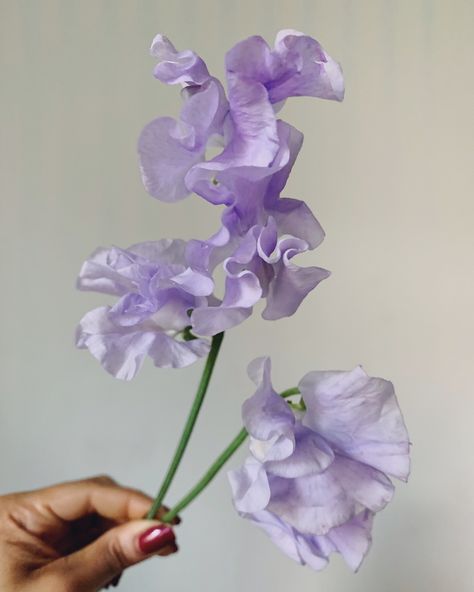 Sweet pea flower purple. Spring wedding flower ideas. Hand tied flower arrangement video tutorial linked in my Instagram! Purple Sweet Pea Flowers, Lavender Sweet Pea, Purple Spring Wedding, Purple Sweet Pea, Spring Wedding Flower, Flower Palette, Purple Spring Flowers, Sweet Pea Flower, Sarah Adams