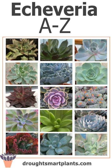 Echeveria List A-Z; see if your favorite variety is here; beautiful and interesting succulent plants... Garden Simple Ideas, Echeveria Afterglow, Echeveria Imbricata, Succulent Names, Designing A Garden, Types Of Succulents Plants, Garden Simple, Plants Tips, Gardening Indoors