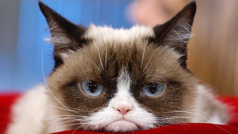 "Grumpy Cat," the viral internet sensation known for her permanent scowl and sardonic memes, has died, her family confirmed on Friday. Internet Cats, Small Vegetable Gardens, Nyan Cat, My Heart Hurts, Cat Meme, Cat Signs, Vegetable Gardens, Scottish Fold, Funny Cat Memes