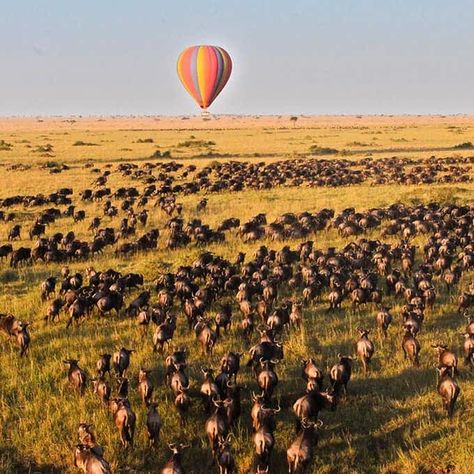 Masai Mara Safari, Hot Air Balloon Ride, African Plains, Tanzania Travel, The Great Migration, Balloon Flights, Tanzania Safari, Tourist Sites, Hot Air Balloon Rides