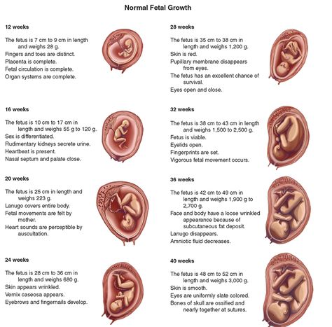 What is the stages of embryo ( fetus ) development ? Stages Of Fetal Development, Stages Of Baby Development, Prenatal Development, Newborn Nursing, Student Midwife, Ob Nursing, Fetal Development, Nursing Tips, Nursing Study