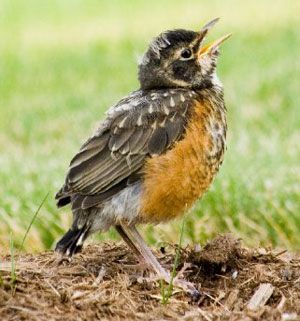 Baby Robin, Love Birds Painting, Robin Redbreast, American Robin, Baby Birds, Kinds Of Birds, Robin Bird, Baby Bird, Backyard Birds