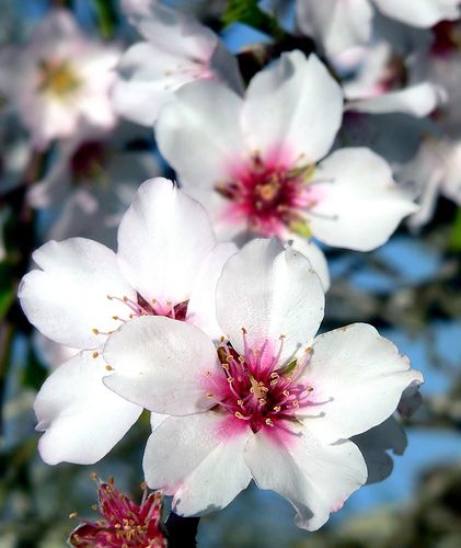 Almond blossoms Flower Studies, Almond Flower, Almond Blossoms, Very Beautiful Flowers, Blossom Tattoo, Moon Garden, Almond Blossom, Sakura Cherry Blossom, Green City