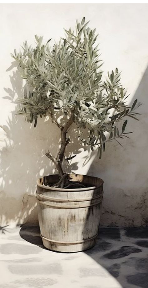 Olive Tree Painting, Greek Pantheon, Ballerina Art, Ohara Koson, Garden Whimsy, Still Life Photos, Mediterranean Garden, Potted Trees, Art Series