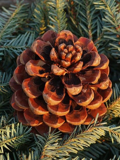 Pine Tree Drawing, Pine Cone Art, Afrique Art, Airbrush Art, Tree Drawing, Tree Leaves, Seed Pods, Pine Cone, Pine Tree