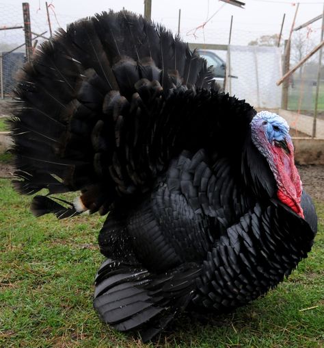 Kinda makes me not want to eat the turkey that will be on the platter on Thanksgiving. Turkey Breeds, Aesthetic Bird, Raising Turkeys, Black Turkey, Turkey Farm, Tattoo Wallpaper, Turkey Bird, Beautiful Chickens, Ben Franklin